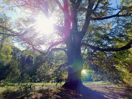 park u zámku Lázeň, buk ve slunci
