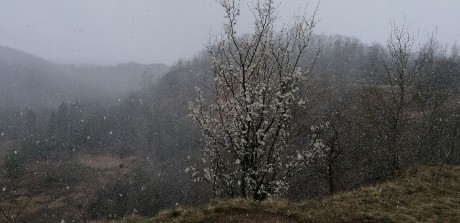 Rozkvetlá třešínka ve sněhové vánici