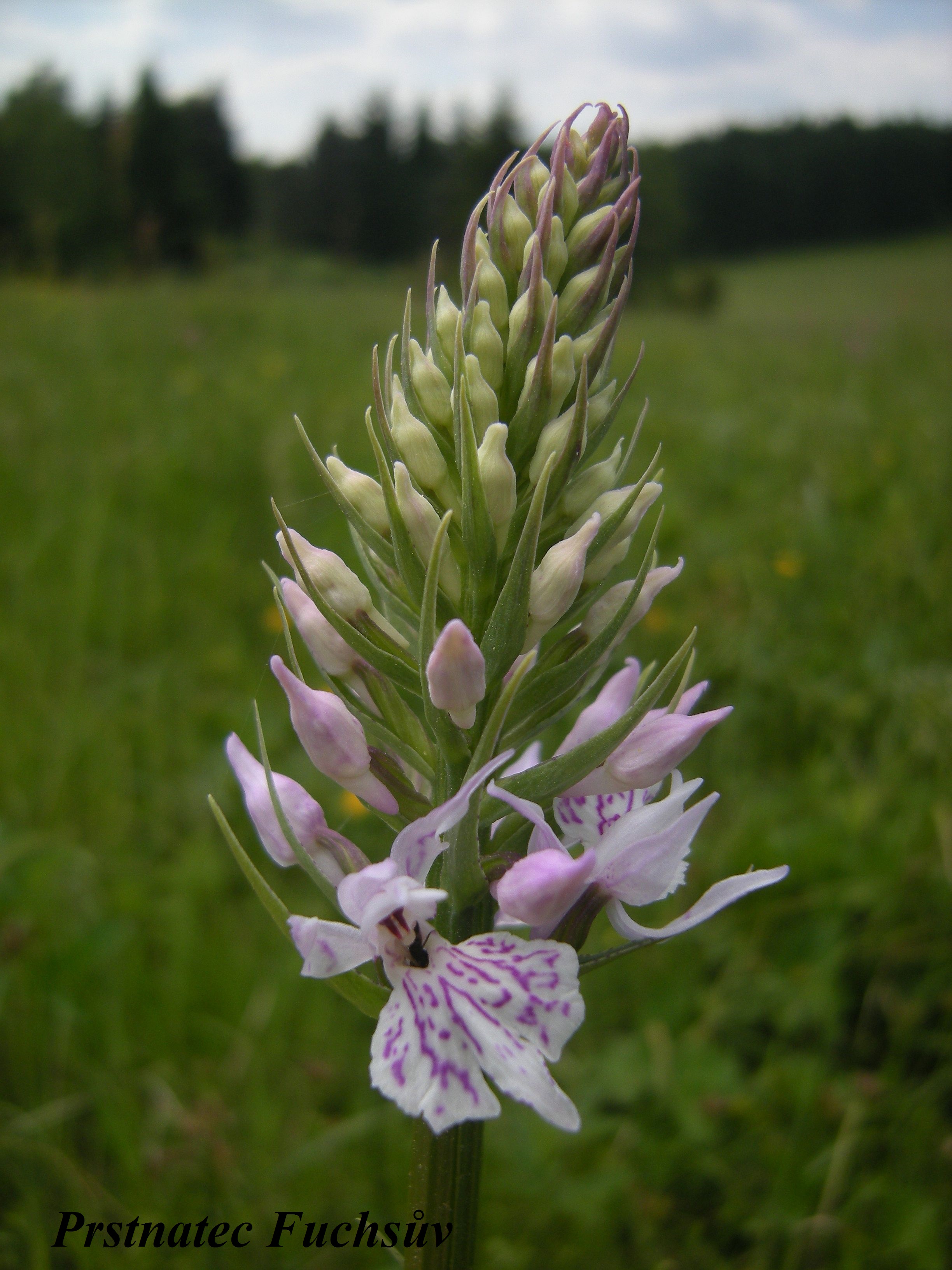 prstnatec Fuchsuv
