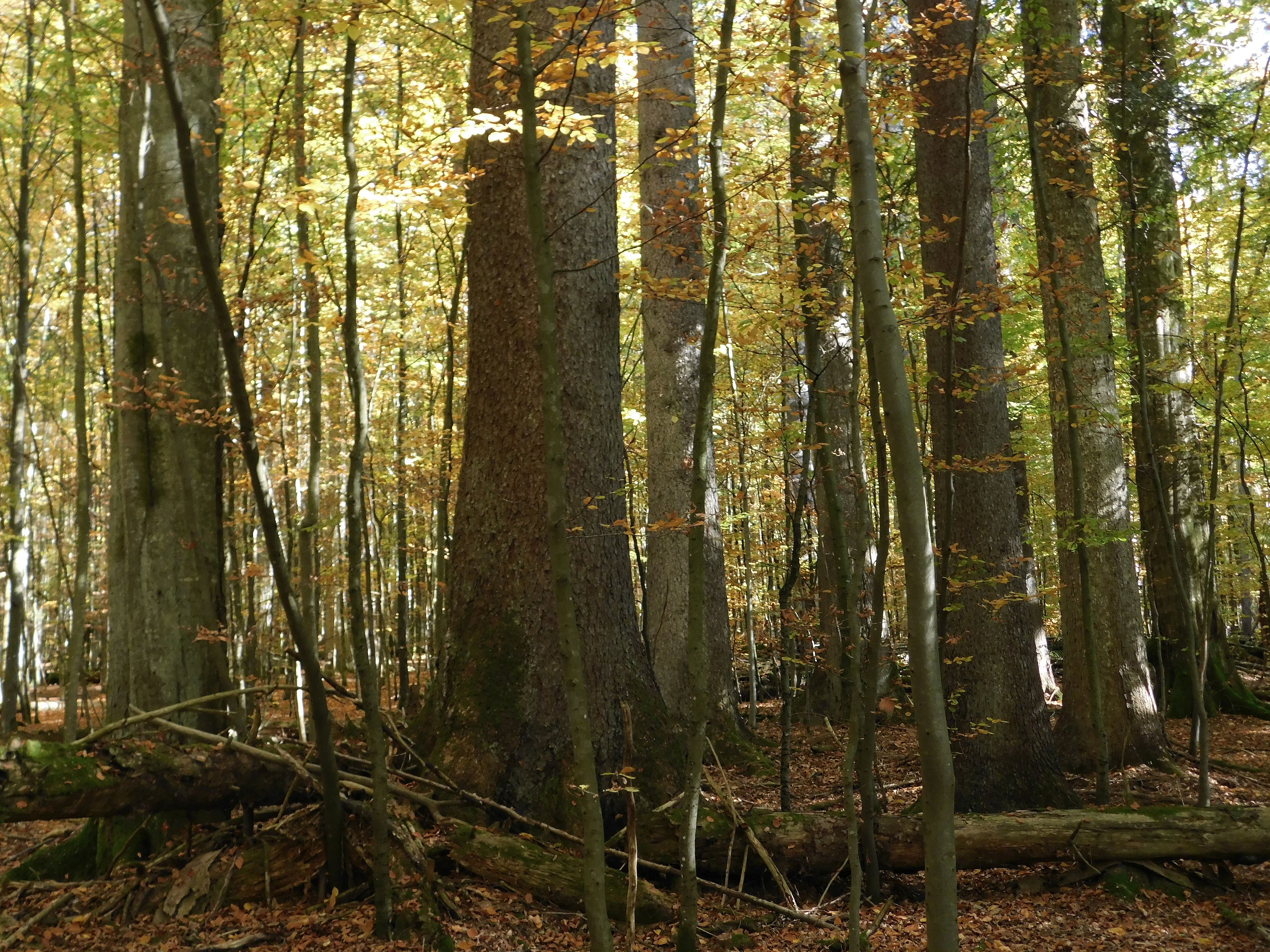  Velké smrky  a jedle v rezervaci Mittelsteighütte