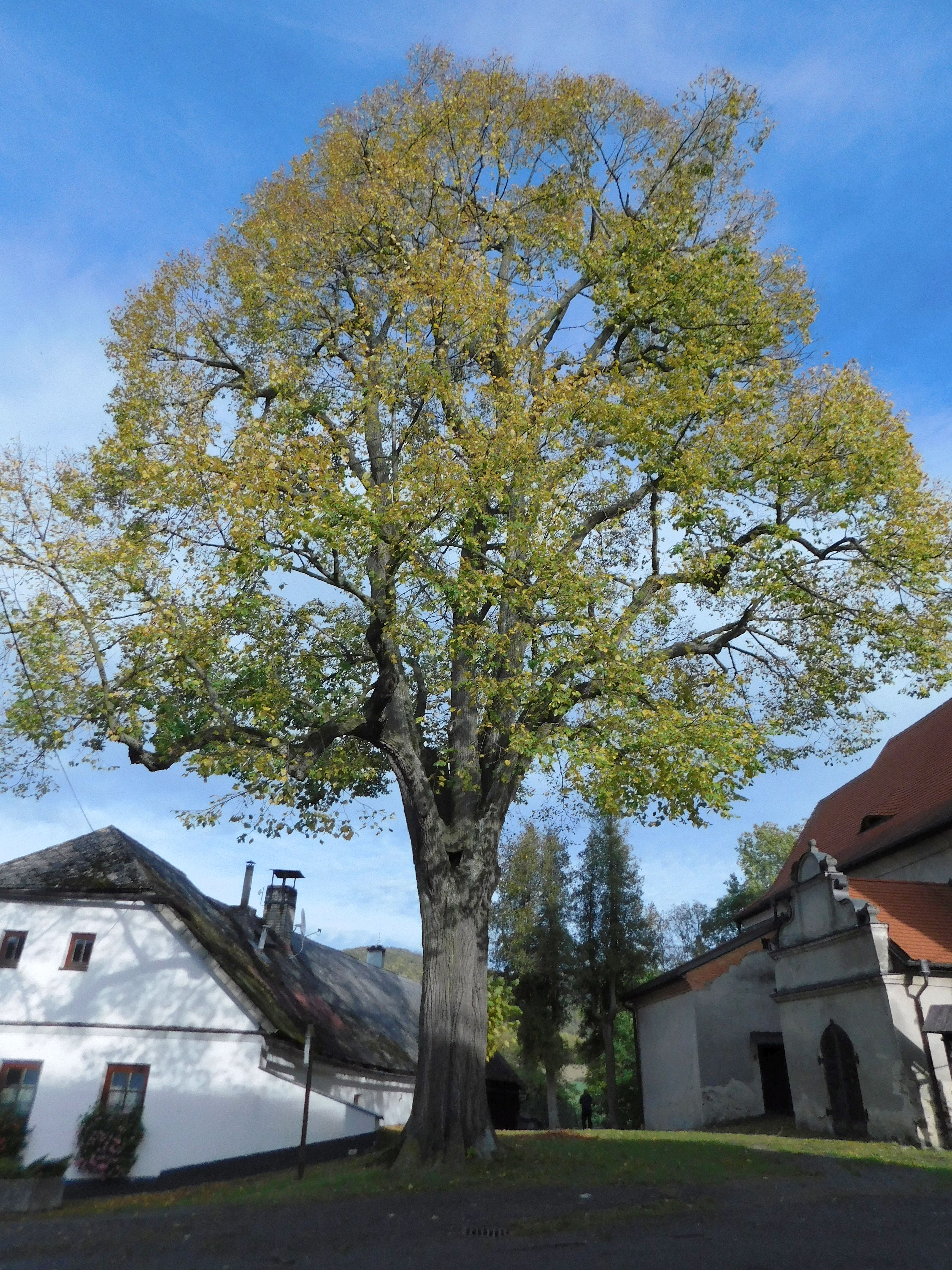 Dobrovského lípa v Poleni