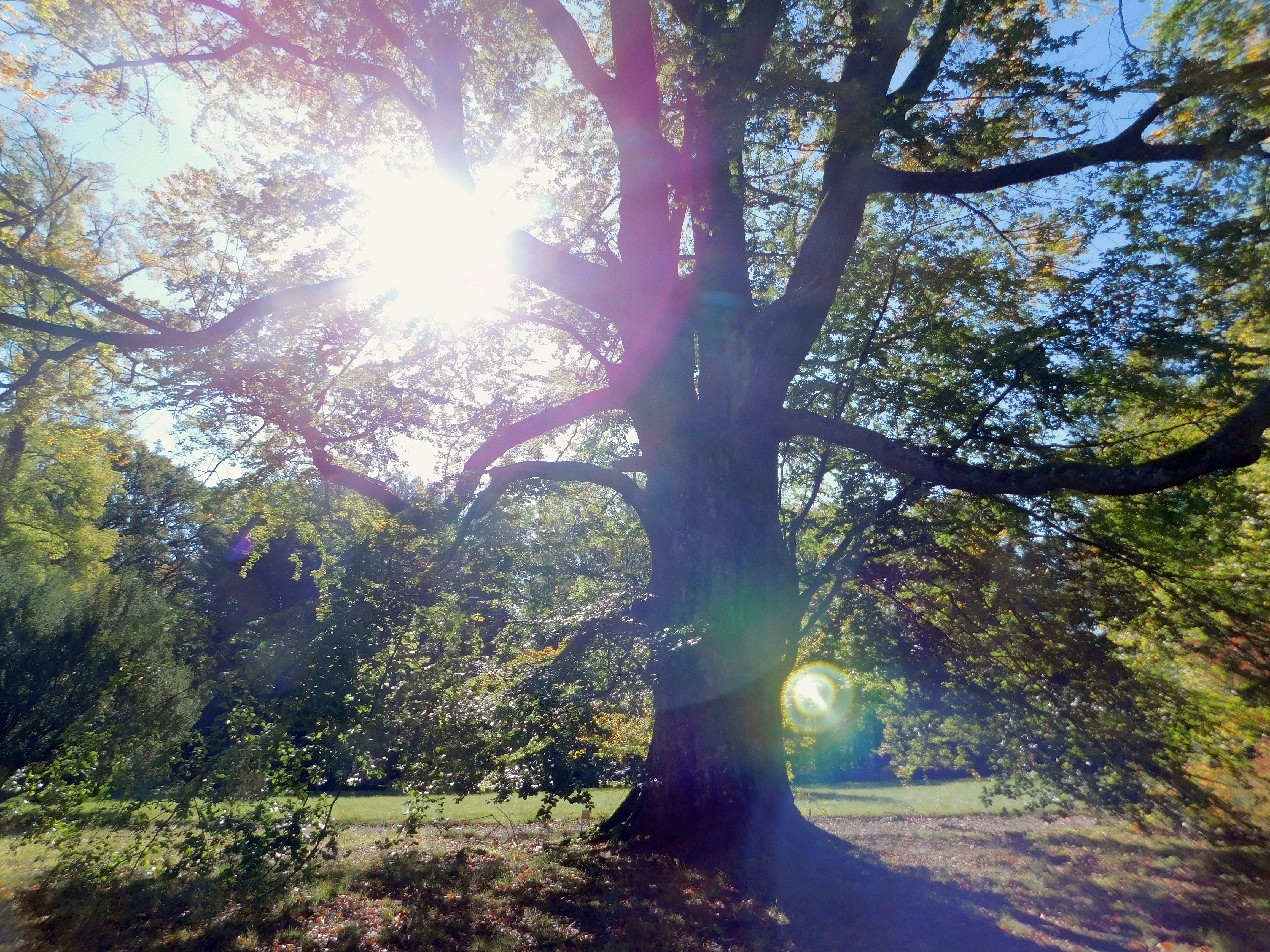 park u zámku Lázeň, buk ve slunci